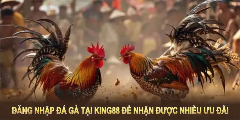 Quy luật đá gà King88 bạn cần nắm rõ